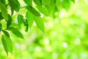 柔らかな光の中の若葉