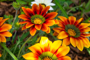 きれいに咲いたガザニア