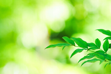 柔らかな光の中の若葉