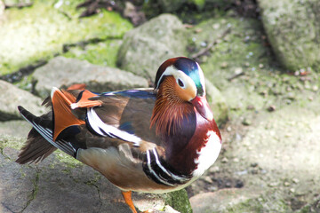 オシドリのメス