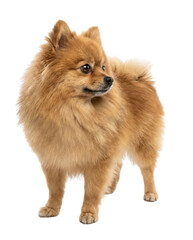 Obraz premium Fluffy Brown Pomeranian Dog Standing Isolated on White Background