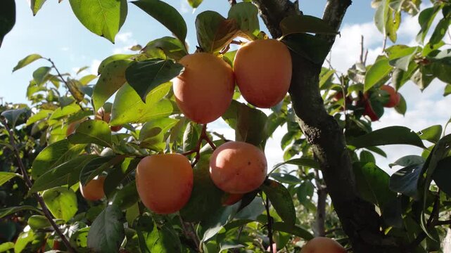 persimmon treen and fruit in the fall month at harvest time in spain