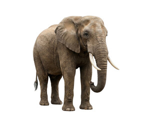 Obraz premium Adult African Elephant Standing Isolated on White Background