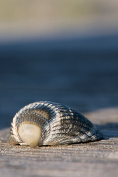 Mussel detail on wooden bench outdoors in Amrum Northsea Germany