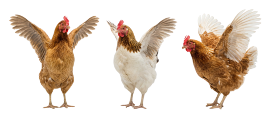 Three Chickens with Spread Wings Isolated on White Background