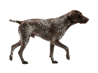 German Shorthaired Pointer Dog Walking Side Profile Isolated on White