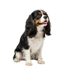 Tricolor Cavalier King Charles Spaniel Dog Sitting Isolated on White Background
