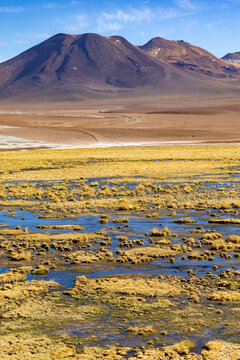 Colorful wetland landscape in front of mountains near San Pedro de Atacama