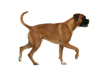Profile of a Brown Boxer Dog Walking on White Background