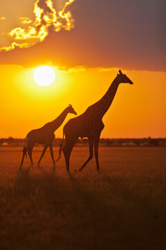 Giraffes silhouetted at sunset in Central Kalahari Game Reserve Botswana