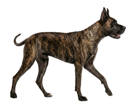 Brindle Great Dane Dog Walking Side View Isolated on White Background