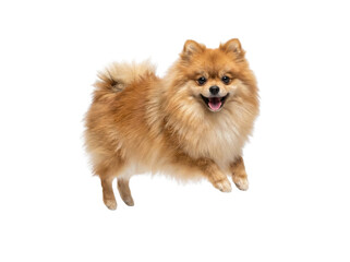 Obraz premium Happy Fluffy Pomeranian Dog Standing Isolated on White Background