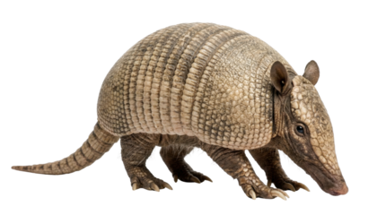 Brown Armadillo with Scaly Shell Isolated on White Background