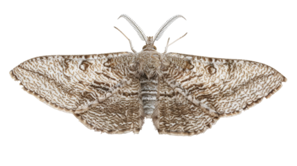 Moth with intricate wing patterns isolated on a white background