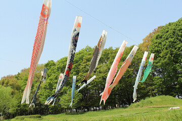 鯉のぼり　端午の節句