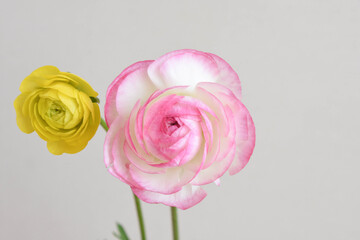 ピンクと黄色のラナンキュラス