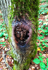 natural mosses and saprophytic fungi on wood during the period of development and maturation