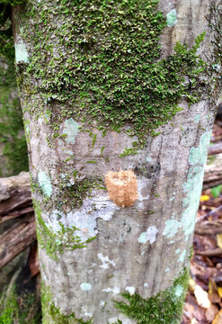 natural mosses and saprophytic fungi on wood during the period of development and maturation