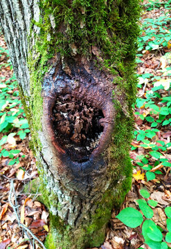natural mosses and saprophytic fungi on wood during the period of development and maturation
