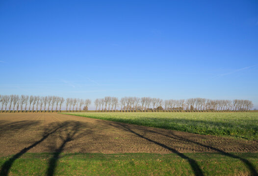 Polder landscape with dyke and tree shadows in the Netherlands