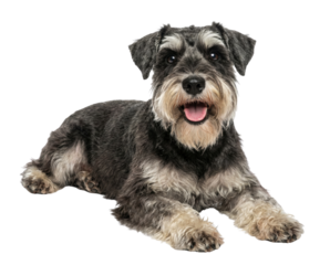 Happy Miniature Schnauzer Dog Lying Down Isolated on White Background