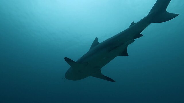 Rear low-angle view of a bull shark swimming away and disappearing into deep blue ocean water, showing the imposing silhouette of a powerful and potentially dangerous apex predator.