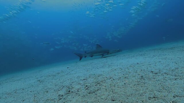 A wide shot of a bull shark swimming calmly above a sandy seabed at Cabo Pulmo, a world-famous shark diving destination, highlighting the peaceful yet powerful presence of this apex predator.