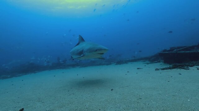Two bull sharks glide majestically above the sandy seabed near the El Vencedor wreck at Cabo Pulmo, Mexico. Calm but powerful movement in a protected marine reserve.