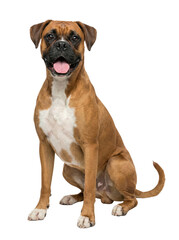Obraz premium Brown boxer dog sitting with tongue out, full body pet cutout for design, Isolated on transparent background, png