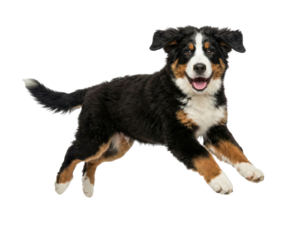 Happy Bernese Mountain Dog Puppy Jumping on White Background