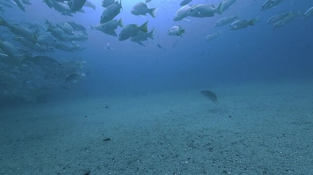 Wide underwater static shot of a large school of silvery reef fish swimming above a flat sandy seabed, calm collective movement in open blue water, natural marine behavior. 