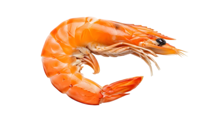 Boiled Jumbo King Prawn Isolated on White Background - Fresh Whole Seafood Ingredient for Gourmet Cooking