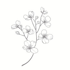 Minimalist elegant line art of delicate cherry blossom branch with multiple flowers and buds on white background for spring design and decor