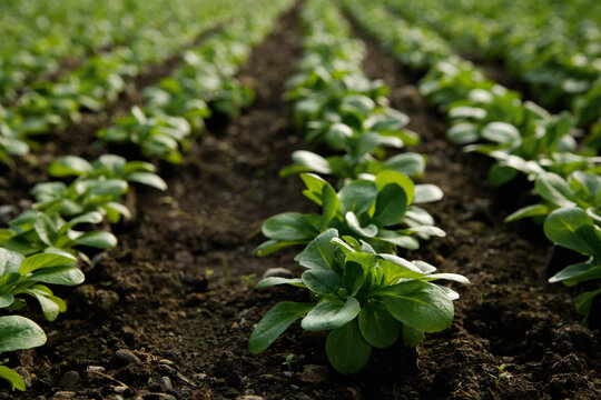 Lamb's lettuce growing in rows in organic greenhouse in Upper Bavaria