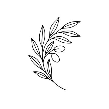 vector illustration of a leaf, botanical line art leaf design, wild flowers line art, boho style plants, olive line art botanical design	
