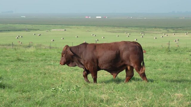 Droughtmaster Cows and Bulls Grazing Calmly in Grassland, Resilient Beef Cattle in Natural Farm Environment
