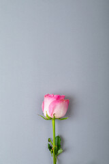 Naklejka premium Overhead view of fresh pink rose isolated on gray background, copy space