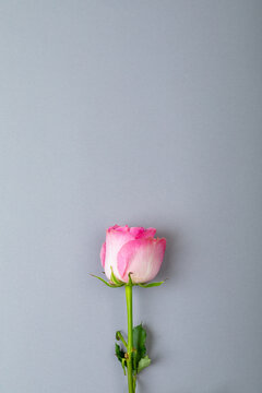 Overhead view of fresh pink rose isolated on gray background, copy space