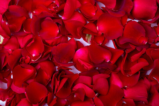 Full frame shot of fresh red rose petals with copy space