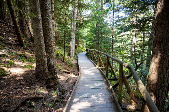 Wooden boardwalk trail winding through quiet green forest