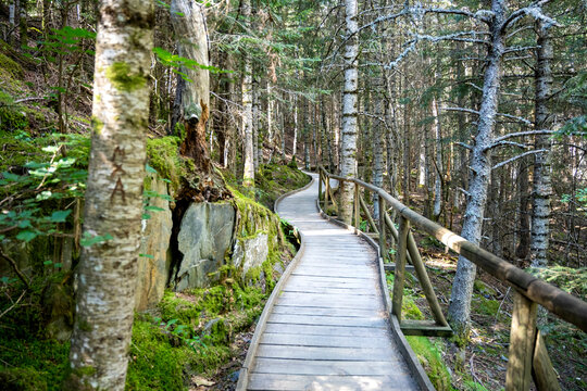 Wooden boardwalk trail winding through quiet green forest