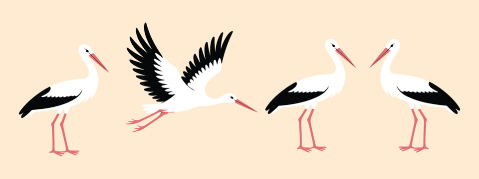stork set isolated on white background, a top ranked vector collection featuring detailed stork illustrations, perfect for wildlife, nature, baby themes, and professional design projects.