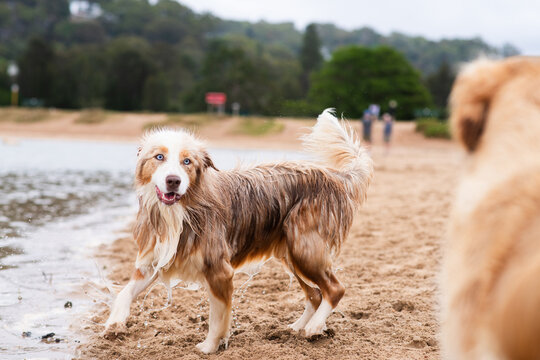 happy border collie at the beach