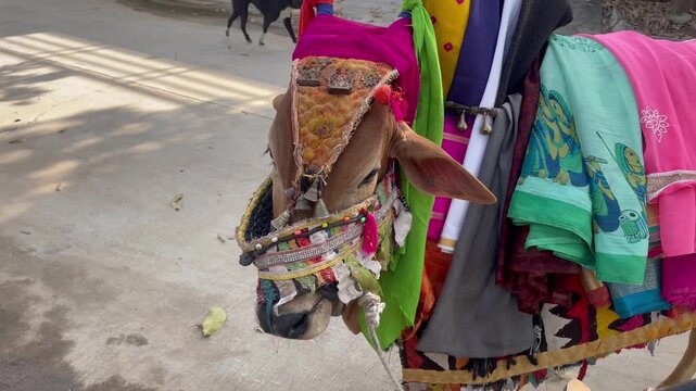 Happy Pongal religious traditional festival of south Indian cow with traditional decoration at home in village 
