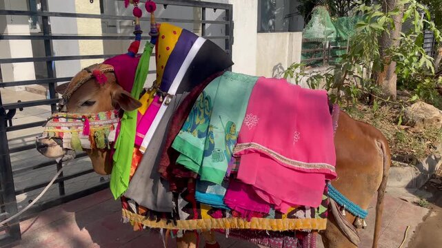 Happy Pongal religious traditional festival of south Indian cow with traditional decoration at home in village 