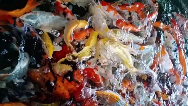 Koi Fish Underwater: A vibrant scene unfolds as numerous koi fish swim gracefully beneath the water surface, their colorful patterns creating a captivating display.