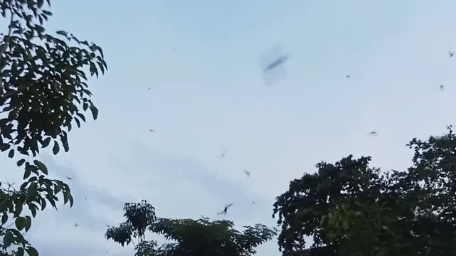 Video footage of swiftlets flying under a clear twilight sky 