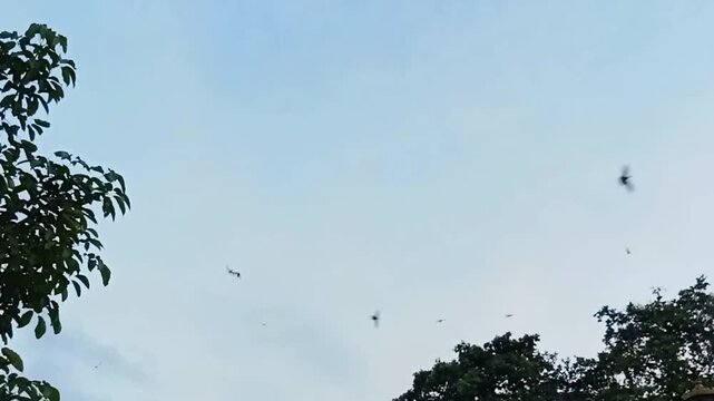 Video footage of swiftlets flying under a clear twilight sky 