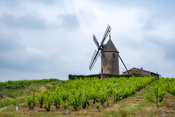 Moulin-&agrave;-vent dans le vignoble du Beaujolais