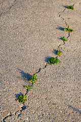 Fissure et adventices dans du bitume